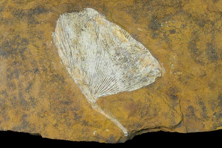Fossil Ginkgo Leaf From North Dakota - Paleocene #136080